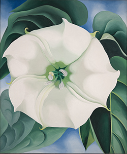 O'Keeffe Estramonio