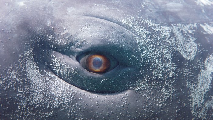 MOBY DICK; or, The Whale
