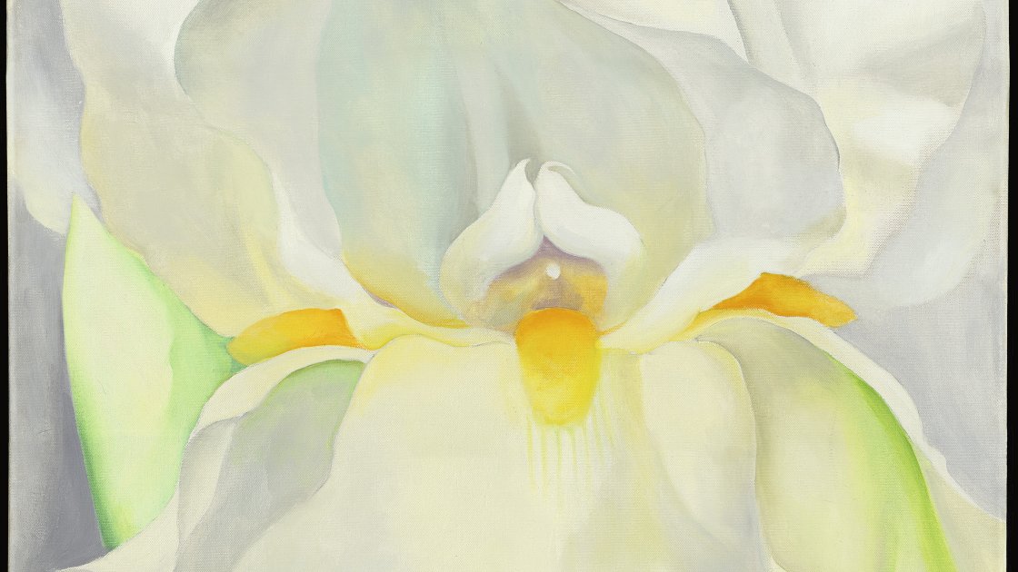 Lirio blanco nº 7. Georgia O'keeffe