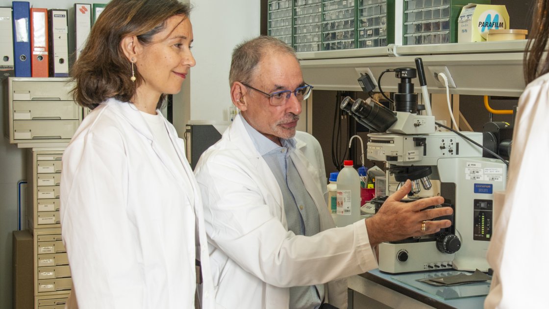 Proyectos de investigación: trabajo analítico para el proceso de restauración