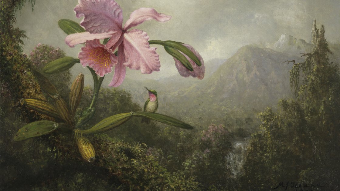 Orquídea y colibrí cerca de una cascada. Martin Johnson Heade