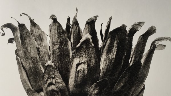 Karl Blossfeldt. Urformen der Kunst. Museo Nacional Thyssen-Bornemisza