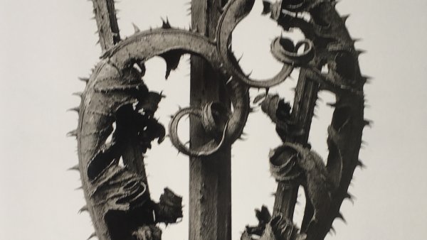 Karl Blossfeldt. Urformen der Kunst. Museo Nacional Thyssen-Bornemisza