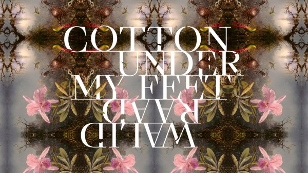 Walid Raad. Cotton Under My Feet

&amp;nbsp;
