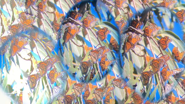 Stephanie Comilang. Search for life