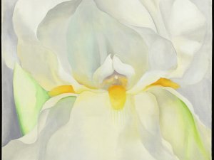 Lirio blanco nº 7. Georgia O'keeffe