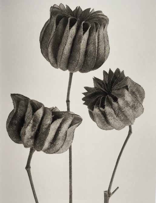 Karl Blossfeldt. Urformen der Kunst. Museo Nacional Thyssen-Bornemisza