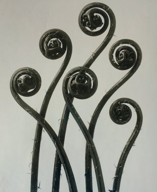 Karl Blossfeldt. Urformen der Kunst. Museo Nacional Thyssen-Bornemisza