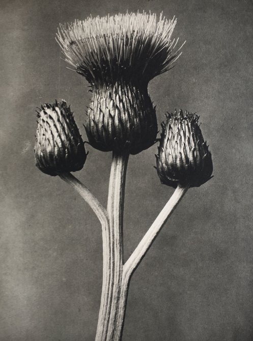 Karl Blossfeldt. Urformen der Kunst. Museo Nacional Thyssen-Bornemisza