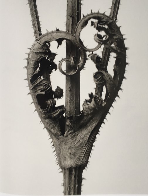 Karl Blossfeldt. Urformen der Kunst. Museo Nacional Thyssen-Bornemisza