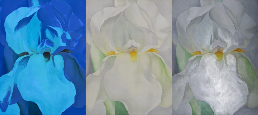 Lirio blanco n.º7 (1957): imagen comparativa con luz ultravioleta, luz visible y luz rasante Lirio blanco n.º7 (1957): imagen comparativa con luz ultravioleta, luz visible y luz rasante