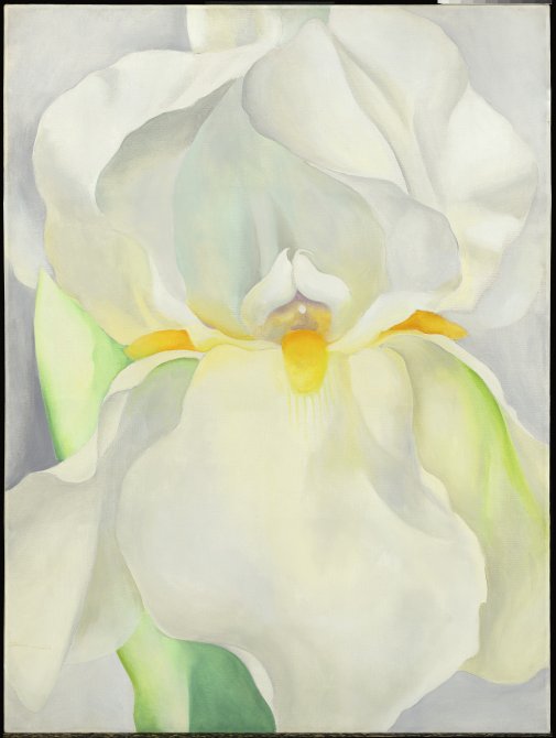 White Iris No. 7