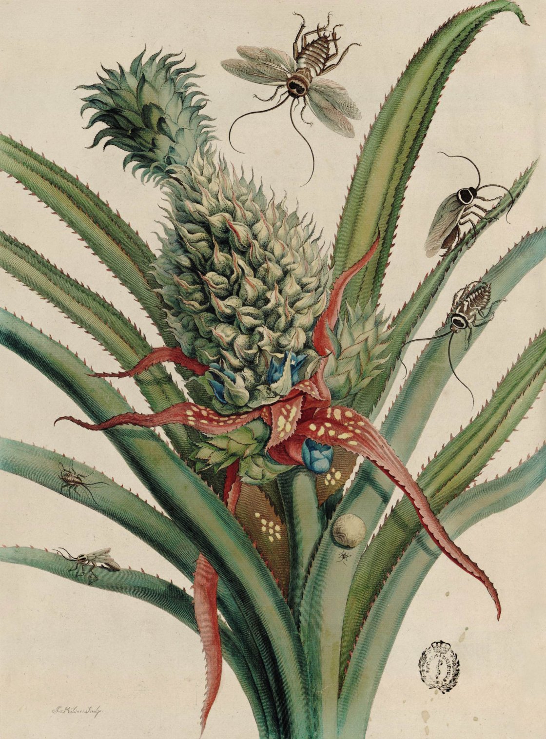 Maria Sibylla Merian. Dissertation sur la generation et les transformations des insectes de Surinam, La Haya, 1726