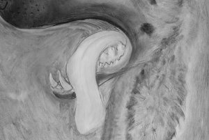 Detail of the dog drawing obtained with the infrared reflectography technique