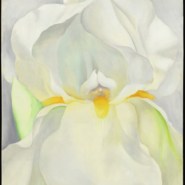 White Iris No. 7