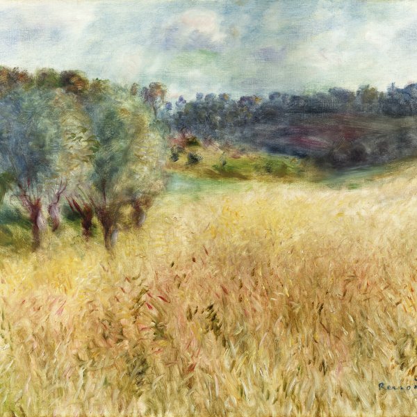 Campo de trigo