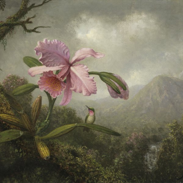 Orchid and Hummingbird near a Mountain Waterfall