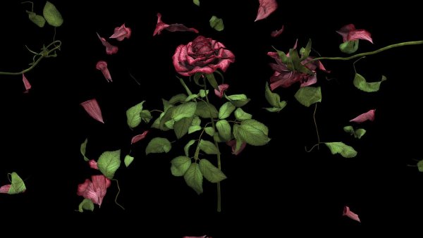 Frame from Heroic Flowers (rose), 2021