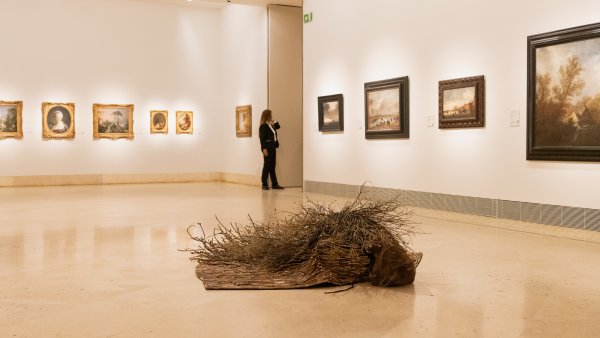 Eran bosques, 11 de noviembre de 2024