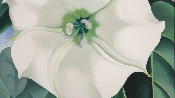 Estramonio. Flor blanca nº 1, 1932