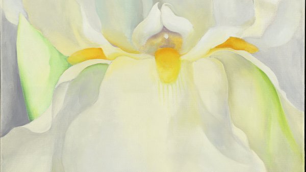 White Iris No. 7, 1957