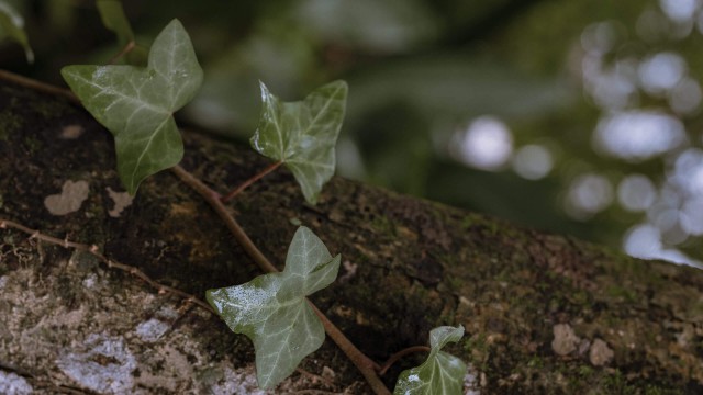 Volver a la Naturaleza