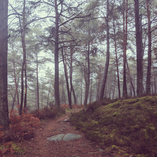 Volver a la Naturaleza